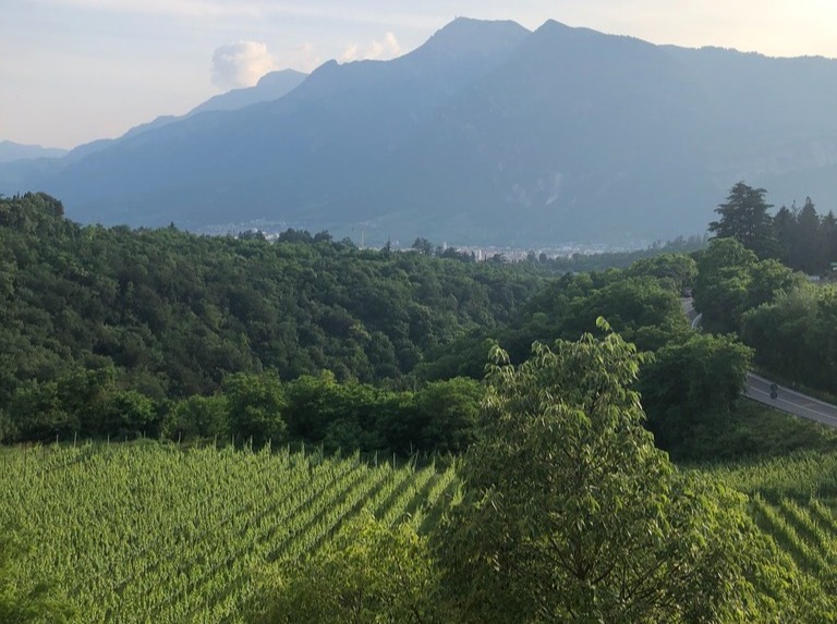 Terraced alpine vineyards in Northern Italy surrounded by dramatic mountain peaks, illustrating high-altitude viticulture.